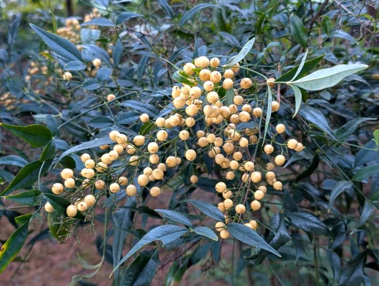 白南天　２０２６年１月