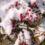 雪が積もった南天　２０２６