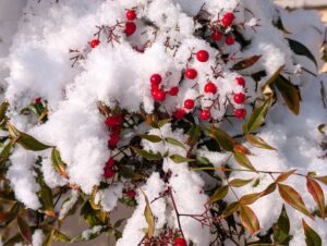 雪が積もった南天　２０２６
