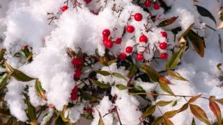 雪が積もった南天　２０２６