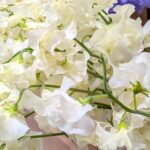 白いスイートピー　２０２６年１月