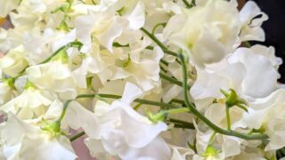 白いスイートピー　２０２６年１月