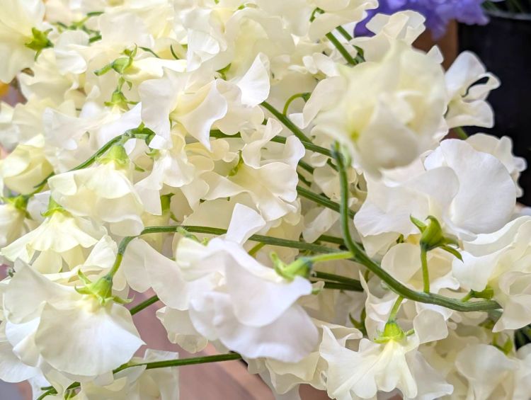 白いスイートピー 2026年1月