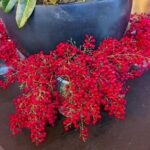 ブエナビスタロビー　赤い南天