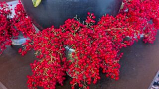 ブエナビスタロビー　赤い南天