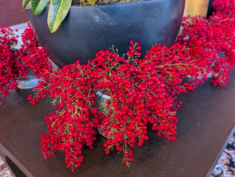 ブエナビスタロビー　赤い南天