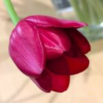 赤いチューリップ一輪　２０２６年１月
