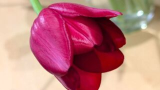 赤いチューリップ一輪 2026年1月