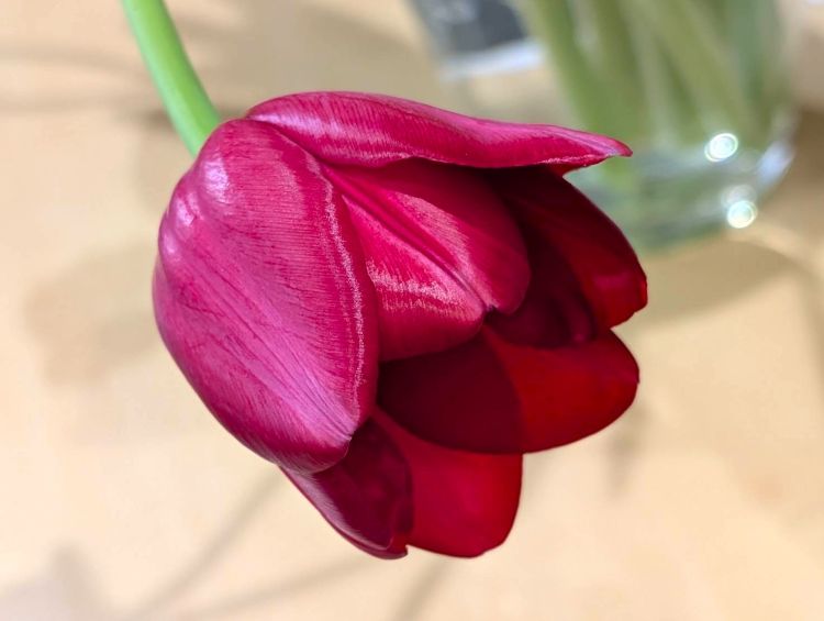 赤いチューリップ一輪　２０２６年１月
