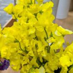 黄色いスイートピー２０２６