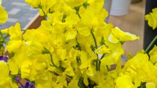 黄色いスイートピー２０２６