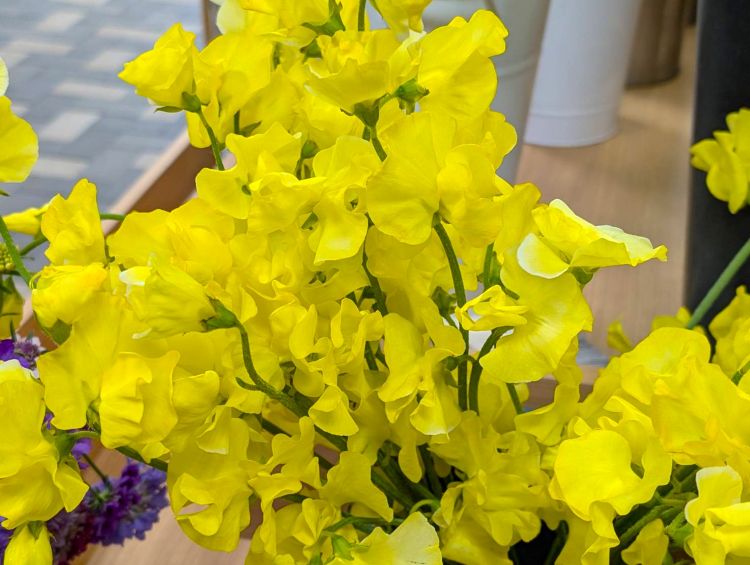 黄色いスイートピー2026