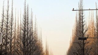 冬の外苑銀杏並木