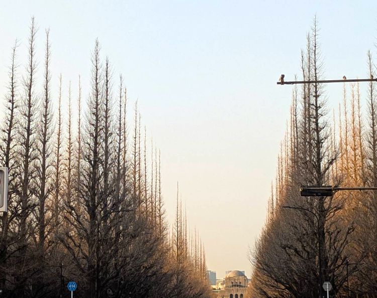 冬の外苑銀杏並木