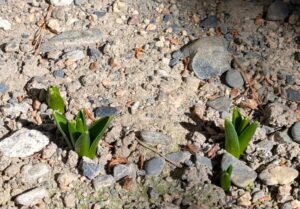 ヒヤシンスの芽 2026年2月