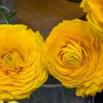 黄色いラナンキュラス　２０２６２月