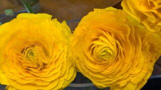 黄色いラナンキュラス　２０２６２月