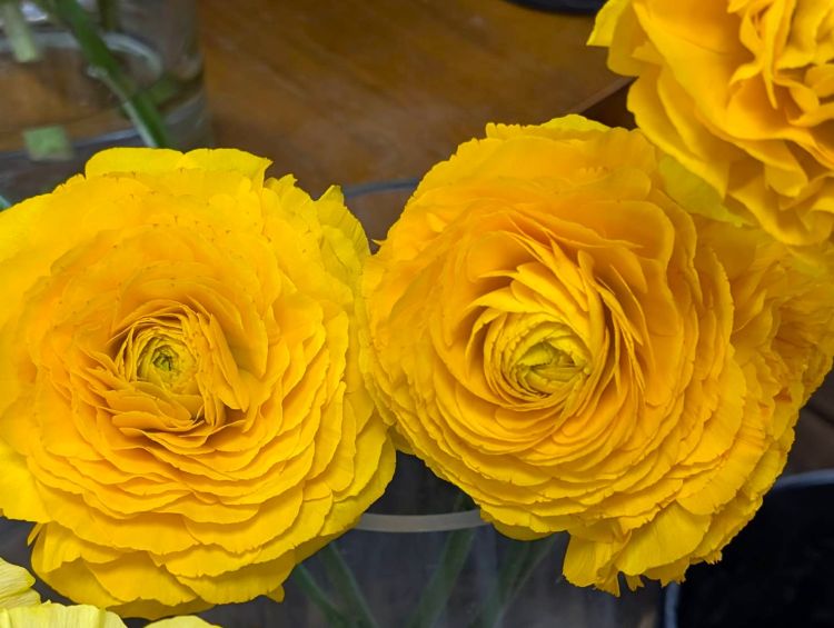 黄色いラナンキュラス 20262月