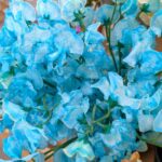 水色のスイートーピー