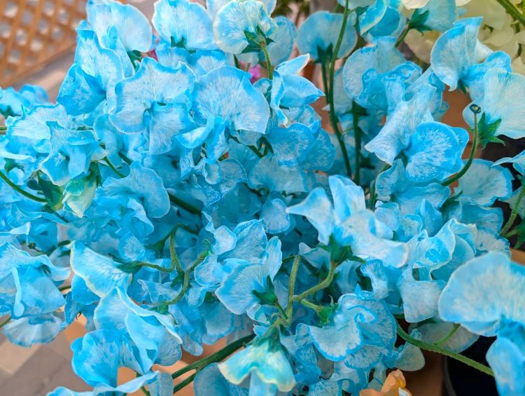 水色のスイートーピー