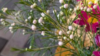 ワックスフラワー