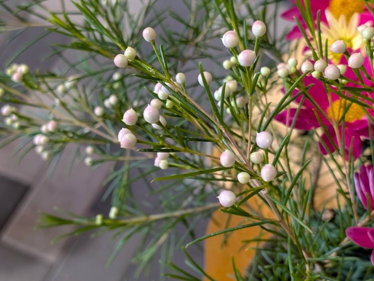 ワックスフラワー