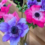 ２０２６年のアネモネ１