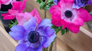 ２０２６年のアネモネ１