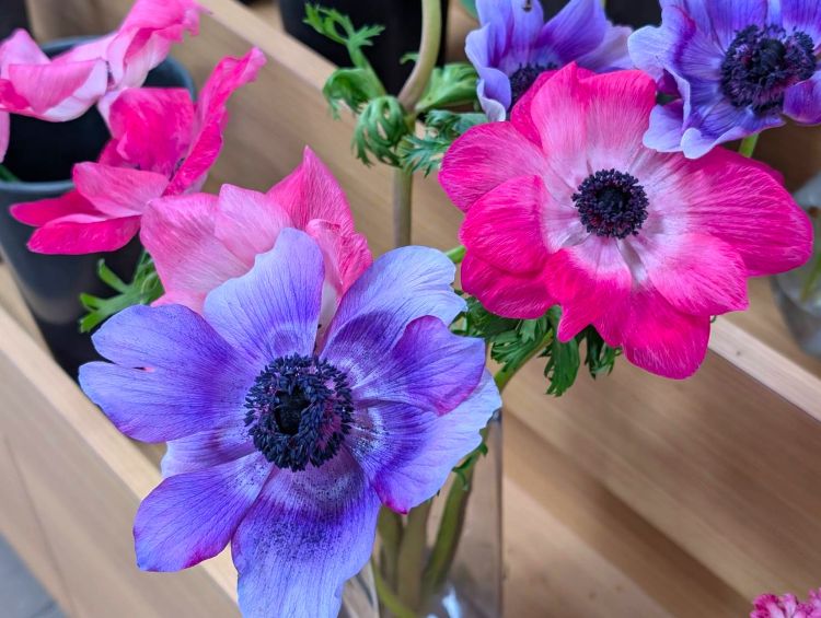 ２０２６年のアネモネ１