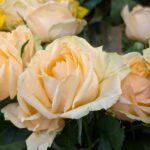 ベージュのバラ