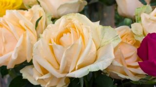 ベージュのバラ