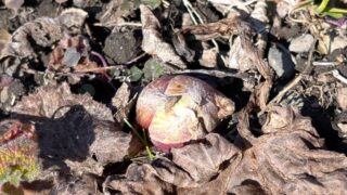 ふきのとうの芽　2026年2月半ば