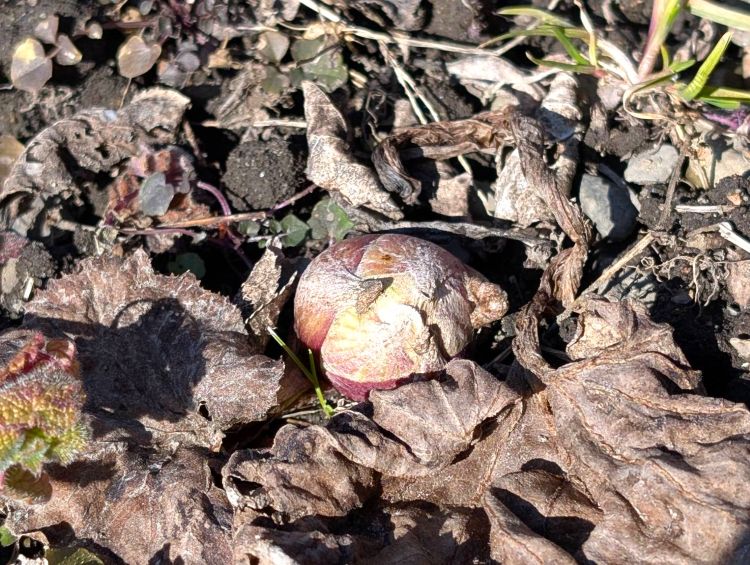ふきのとうの芽 2026年2月半ば