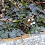 冬に咲いていた小さな白い花