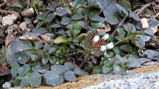 冬に咲いていた小さな白い花