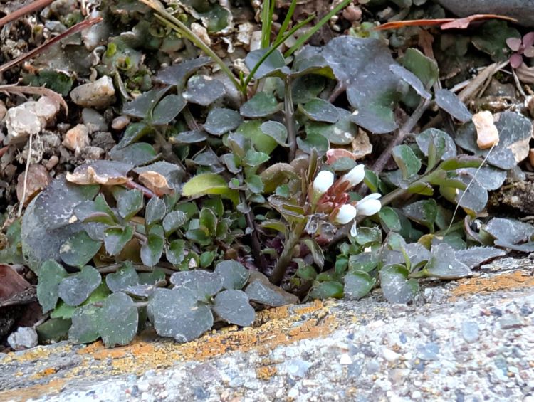 冬に咲いていた小さな白い花