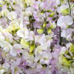 白と薄紫のスイートピー