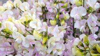 白と薄紫のスイートピー