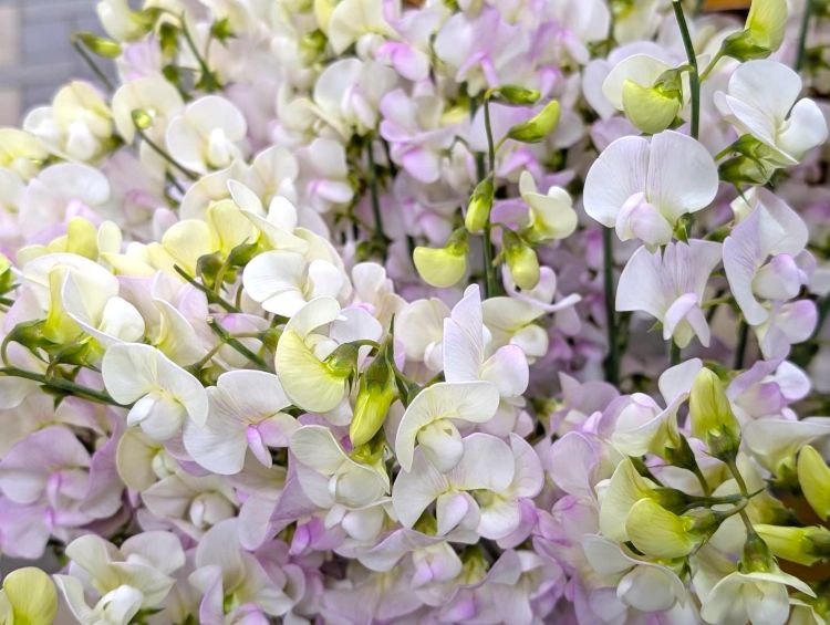 白と薄紫のスイートピー