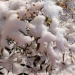 積雪した赤南天の木