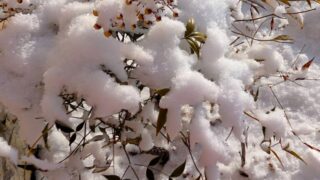 積雪した赤南天の木