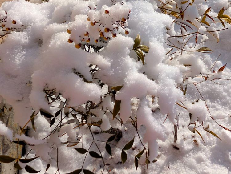 積雪した赤南天の木