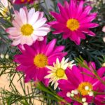 ピンクのガーベラ　春の花