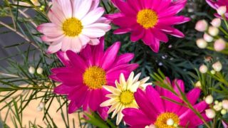 ピンクのガーベラ　春の花