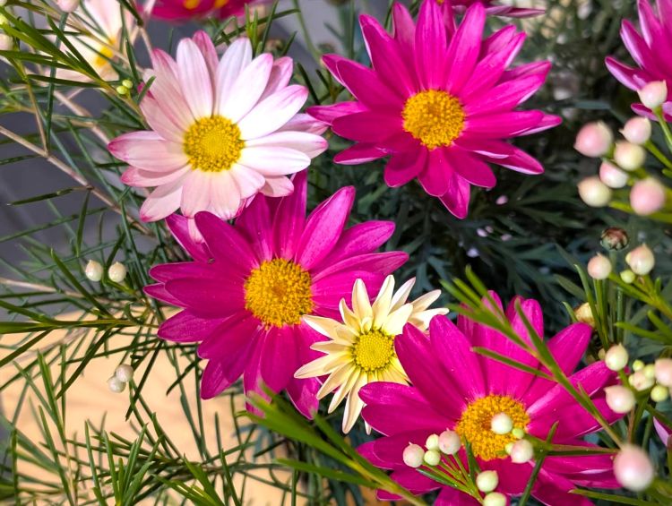 ピンクのガーベラ　春の花