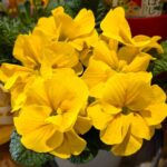 黄色のプリムラ　２０２６年２月