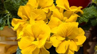 黄色のプリムラ　２０２６年２月