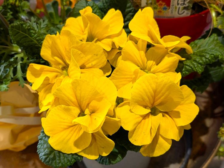 黄色のプリムラ　２０２６年２月