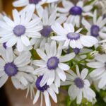 サイネリア　ティアスノーブルー