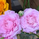 ピンクのラナンキュラス 　２０２６年